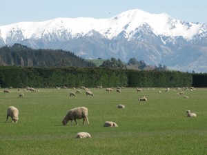 Lambs soaking up the spring sun - with Southern Alps in background