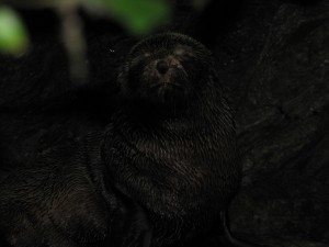 Here's a bashful seal pup we encountered on the short 10 min walk to the Ohau Stream Seals.