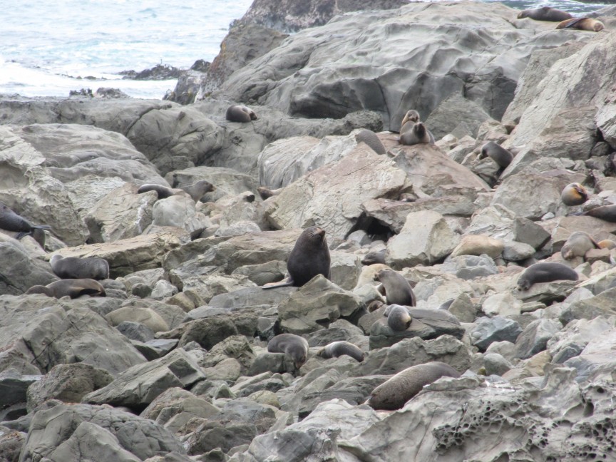 There are over 20 seals in this sea shore photo
