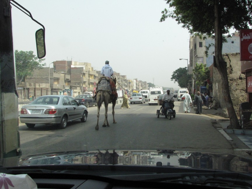 Ordinary life on a street in Cairo, where all manner of transport is used.